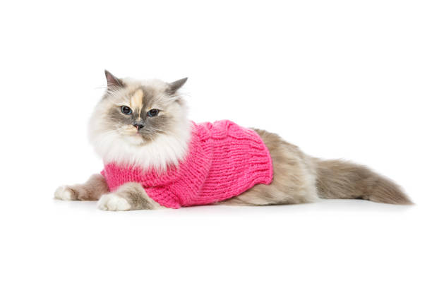 istock beautiful birma cat in pink sweater 870838724