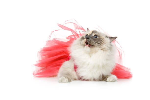 istock beautiful birma cat in pink dress 870838968