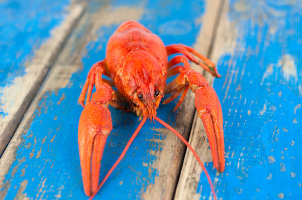 istock Single whole red boiled crawfish on old rustic blue wooden planks 870839052