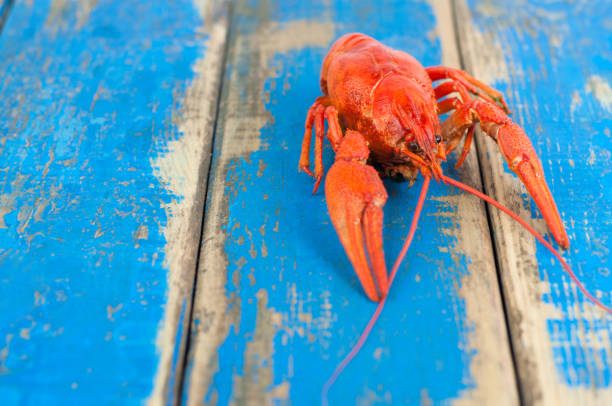 istock Single whole red boiled crawfish on old rustic blue wooden planks 870839092
