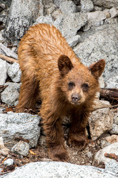 istock Bear cub in Yosemite national park California 870839478