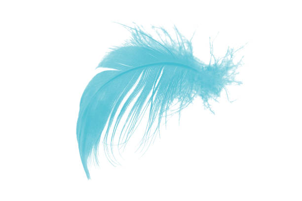 istock feather color turquoise emerald green on white background 870842182