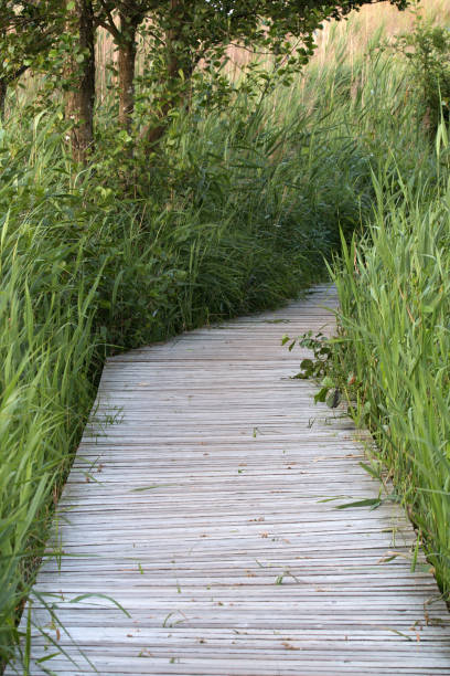 istock Wooden walk through nature reserve 870842660