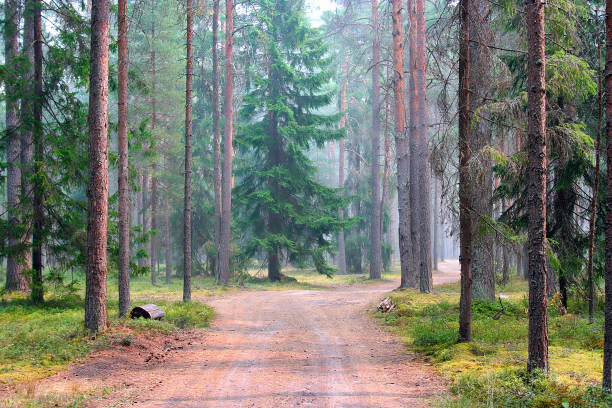 istock Earth road in a misty forest near Tver (Russia) 870842996