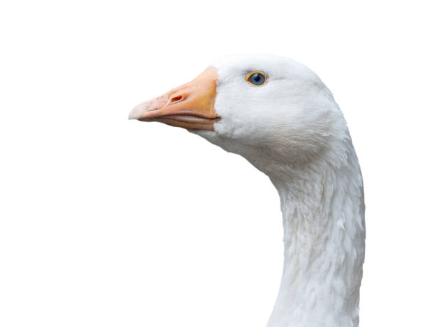 istock White goose head with light blue eyes closeup isolated against white background. 870843024