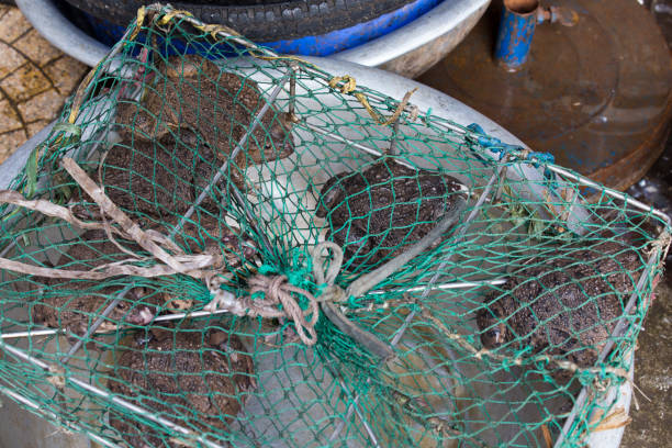 istock Frogs at market in Hanoi 870843406