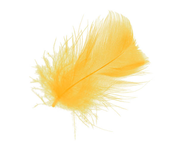 istock Beautiful feather yellow-orange isolated on white background 870843446