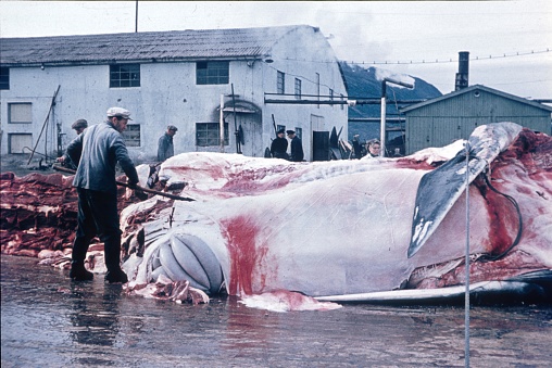 Svolvaer, Norway, 1966. Whale fishermen dissect a great whale ashore of fishing town Svolvaer. In Norway, whaling is still allowed today.