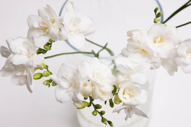 istock Blossom background of white orchid in vase 870847292