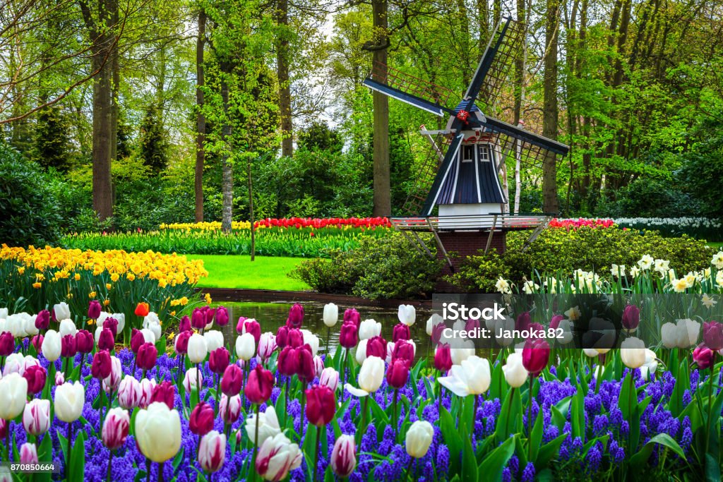 Dutch windmill and colorful fresh tulips in Keukenhof park, Netherlands Stunning spring landscape, famous Keukenhof garden with colorful fresh tulips, flowers and Dutch windmill in background, Netherlands, Europe Keukenhof Gardens Stock Photo