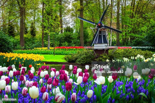 Dutch Windmill And Colorful Fresh Tulips In Keukenhof Park Netherlands Stock Photo - Download Image Now