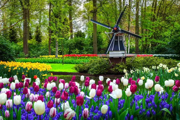 Stunning spring landscape, famous Keukenhof garden with colorful fresh tulips, flowers and Dutch windmill in background, Netherlands, Europe