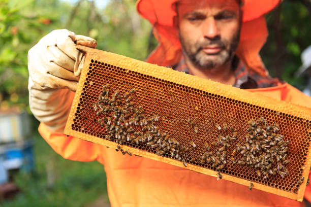 istock Beekeeper collecting honey selective focus on a honeycomb 870861638