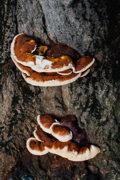 Group of Fomitella tree fungus