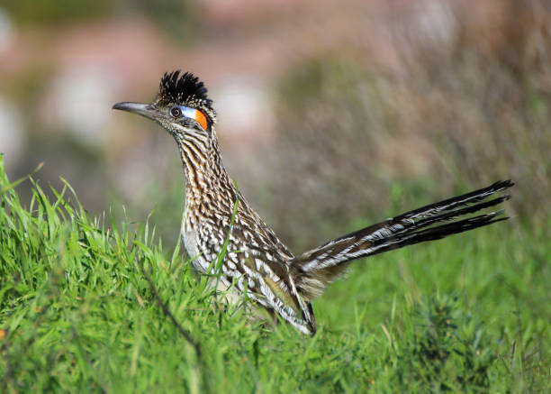 istock Road Runner Close Up Profile Standing in Grass 870863686