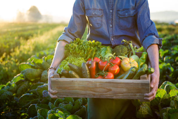 istock Hands holding a grate of raw vegetables 870863870