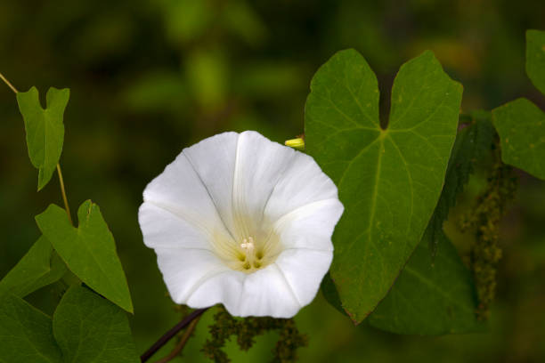 istock Hedge Bindweed, flower and leaves 870863948
