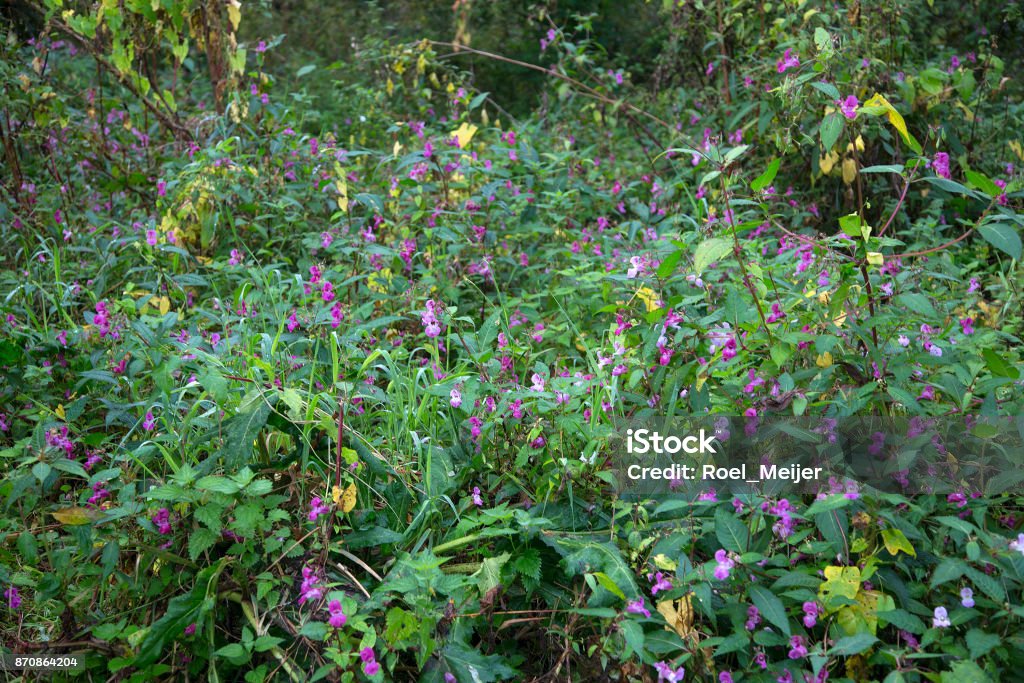 Flowering Himalayan Balsam, Biesbosch National Park, Netherlands Impatiens gladulifera Europe Stock Photo