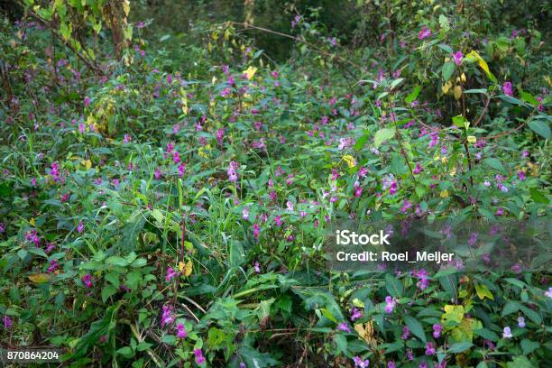 Flowering Himalayan Balsam Biesbosch National Park Netherlands Stock Photo - Download Image Now