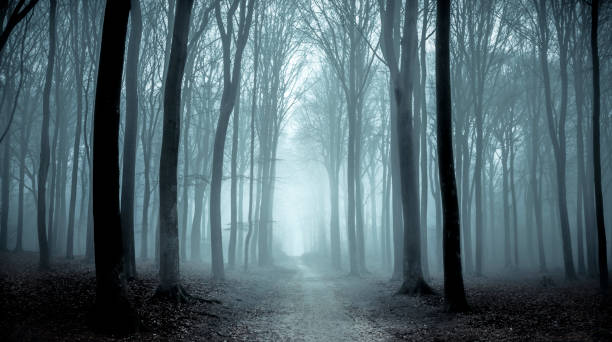 Path through a misty forest during a foggy winter day Footpath through a Beech forest during a foggy winter morning. The forest ground is covered with brown fallen leaves and the path is disappearing in the distance. The fog is giving the forest a desolate and depressing atmosphere. woodland stock pictures, royalty-free photos & images