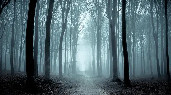 Path through a misty forest during a foggy winter day ghost forest images