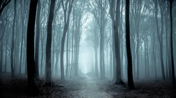 Photo of Path through a misty forest during a foggy winter day