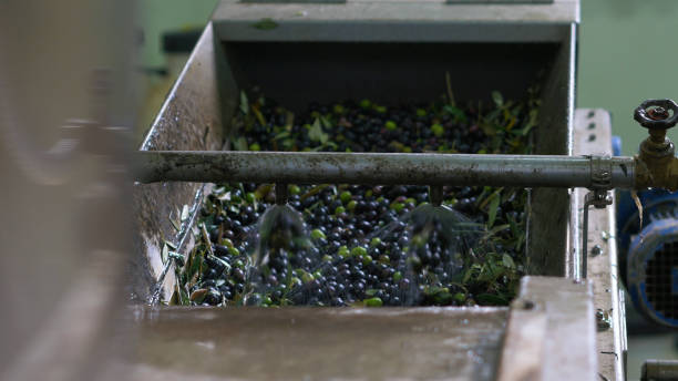 istock Olive washing in a Tuscan mill 870867846