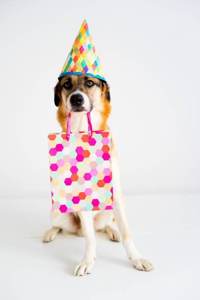 istock Dog in a party hat 870867924