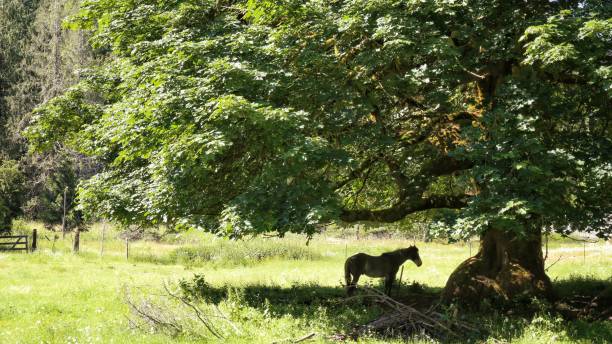 istock Horse Silhouette Standing in Shade Under Large Tree 870870112