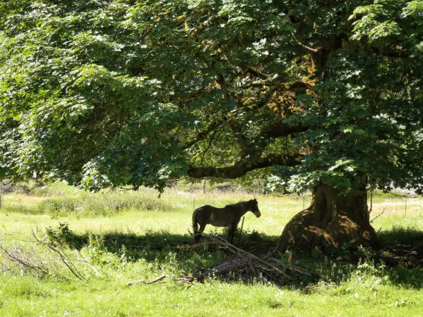 istock Horse Silhouette Standing in Shade Under Large Tree 870870218