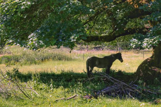 istock Horse Silhouette Standing in Shade Under Large Tree 870870312