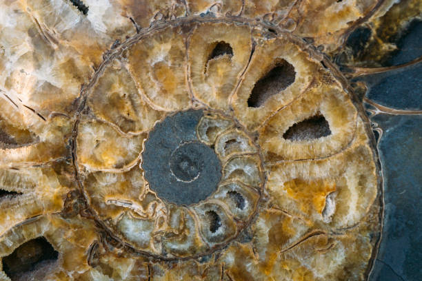 istock Ammonite shell in section - extinct subclass of cephalopod mollusks 870870850