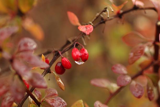 Red berries of red berberis.