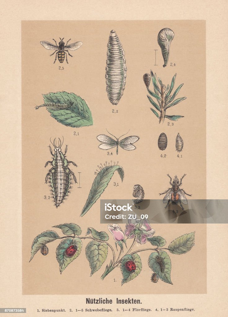 Useful insects, hand-colored lithograph, published in 1888 Useful insects: 1) seven-spot ladybird (Coccinella septempunctata); 2) 1-5 hoverfly (Syrphidae); 3) 1-4 lacewing (Chrysopidae); 4) 1-3 tachinid fly (Tachinidae). Hand-colored lithograph, published in 1888. Hoverfly stock illustration