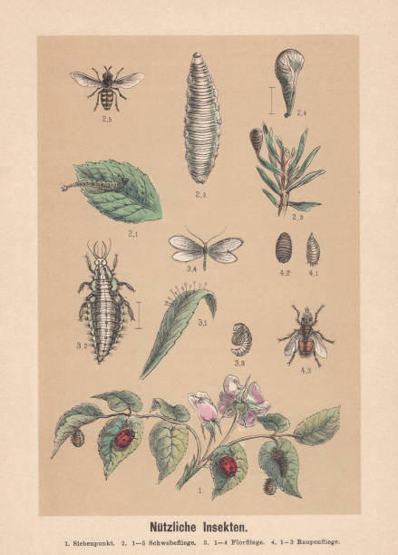 Useful insects, hand-colored lithograph, published in 1888 Useful insects: 1) seven-spot ladybird (Coccinella septempunctata); 2) 1-5 hoverfly (Syrphidae); 3) 1-4 lacewing (Chrysopidae); 4) 1-3 tachinid fly (Tachinidae). Hand-colored lithograph, published in 1888. hoverfly stock illustrations