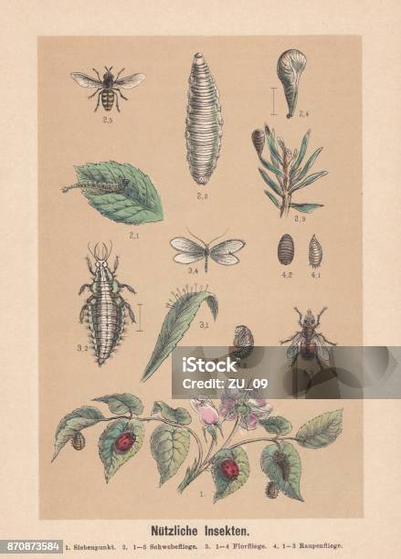 Useful Insects Handcolored Lithograph Published In 1888 Stock Illustration - Download Image Now