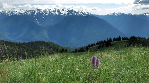 istock Olympic Mountains, Mount Olympus, Olympic National Park, Washington 870874348