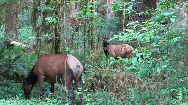 istock Two Elk Feeding in Hoh Rainforest, Olympic National Park, Washington 870875542