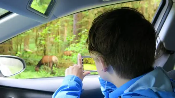 Photo of Girl Photographing Elk With Cellhone From Car, Olympic National Park