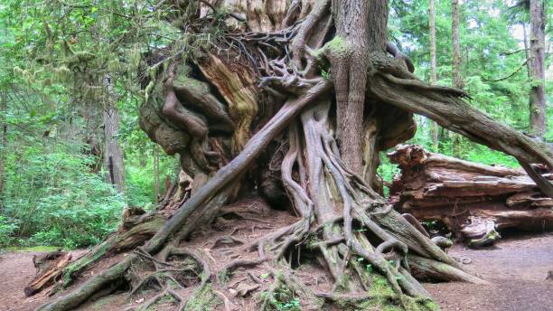 Intermingled Branches 40+ Intermingled Stock Photos, Pictures & Royalty-Free Images - iStock