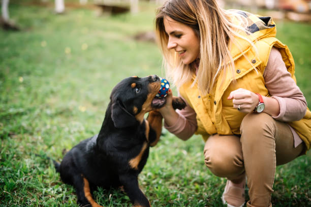 mujer joven entrenando y jugando con perrito en la hierba, en el parque. detalles de cachorro de perro rottweiler - rottweiler fotografías e imágenes de stock