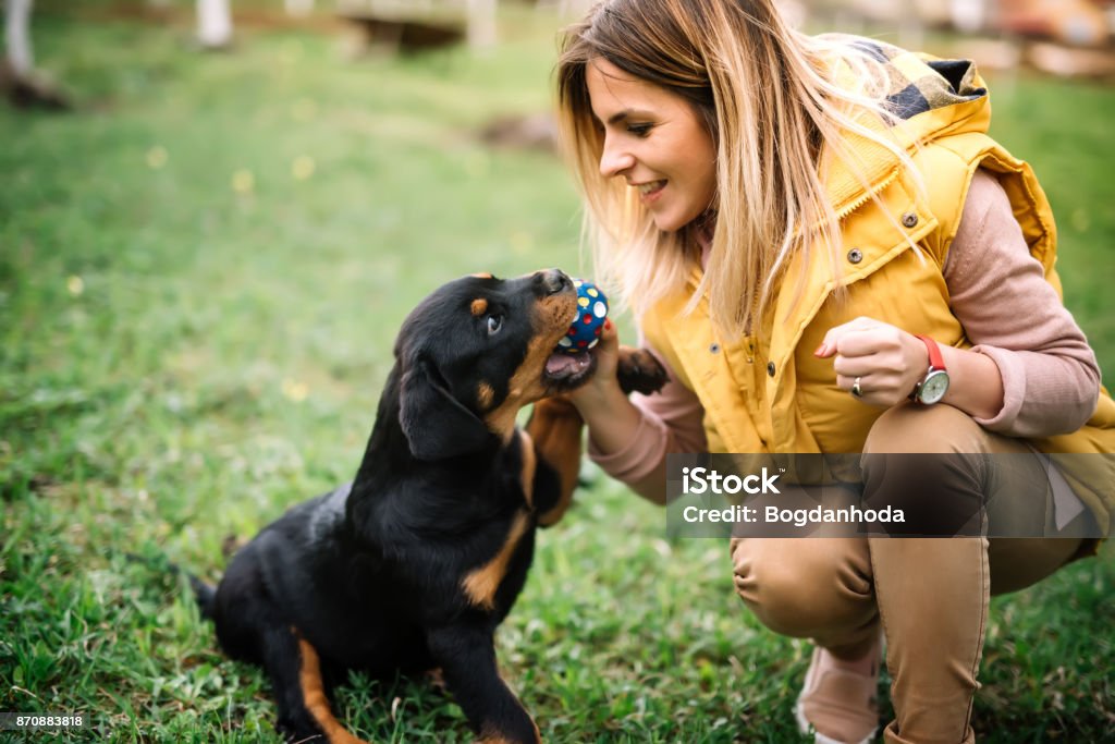 トレーニング子犬公園内の芝生の上で遊ぶ若い女性。ロットワイラー犬の子犬詳細 - 犬のロイヤリティフリーストックフォト