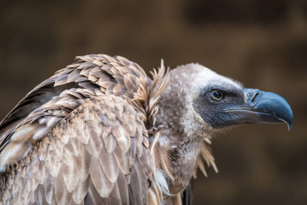 White-backed vulture (Gyps africanus), an Old World vulture in the family Accipitridae, which also includes eagles, kites, buzzards and hawks. It is closely related to the European griffon vulture, G. fulvus