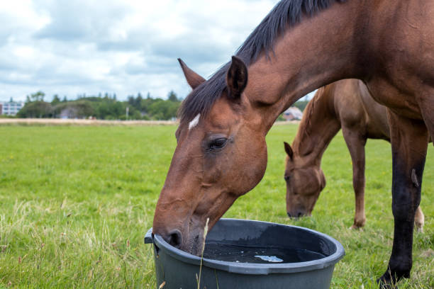istock a bay horse drinks water 870884148