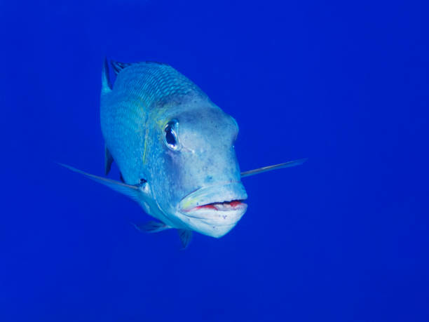Large Trevally Tropical Fish Face on with Blue Ocean Background Single large tropical trevally fish underwater in Hawaii with blue sea in background. caranx stock pictures, royalty-free photos & images