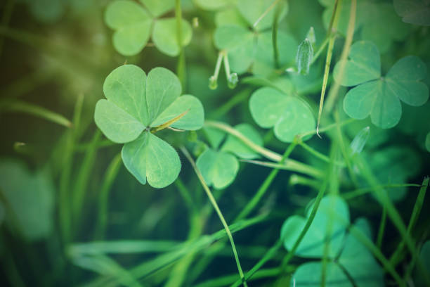 istock Clovers in the morning 870891262