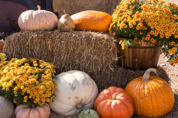 istock sunflower pumpkin gourd straw 870894828