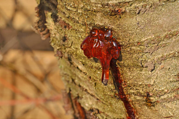 Drop of resin on tree. Wood resin liquid