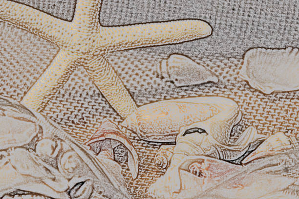 Burlap base colored sketch various seashells beachy decor
