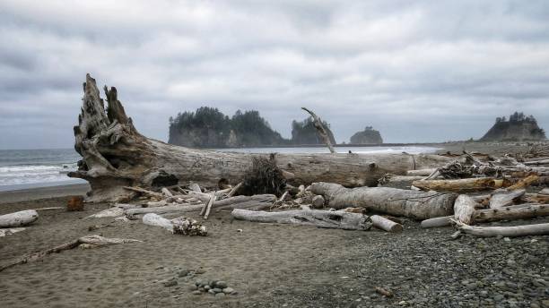 istock Olympic Coast Beach Rock formations, Driftwood Trees, Washington 870898804